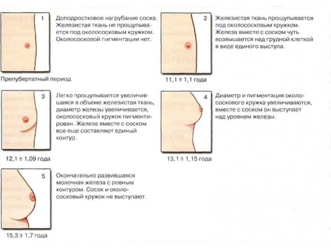 растет грудь