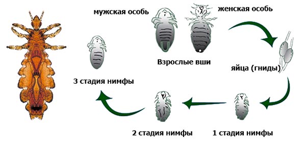 Развитие и жизненный цикл вшей схема