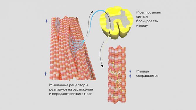 Рефлекторная дуга спинного мозга