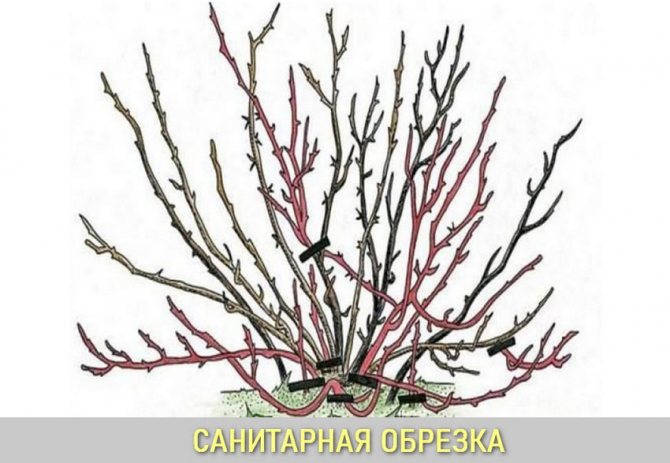Санитарная обрезка гортензии