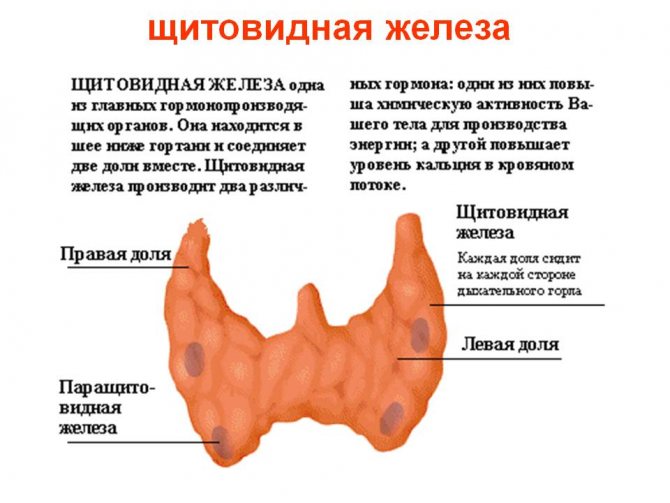 Заболевания щитовидной железы и их влияние на выпадение волос
