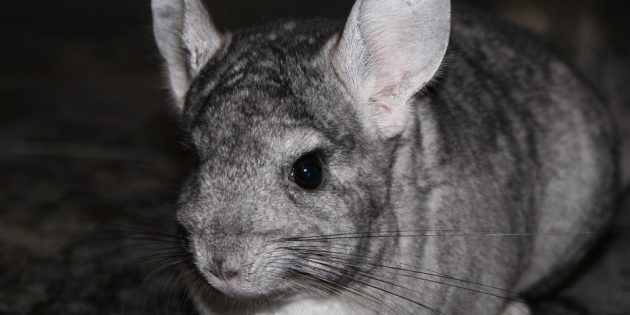 Шиншилла