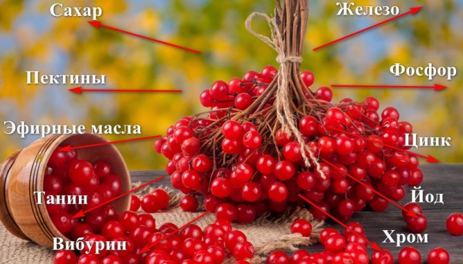 Состав калины