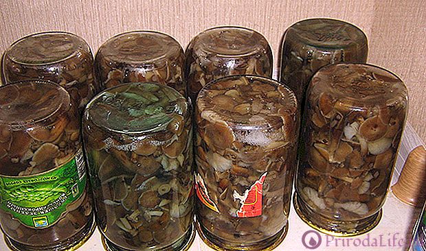 Соление грибов в домашних условиях на зиму в банках