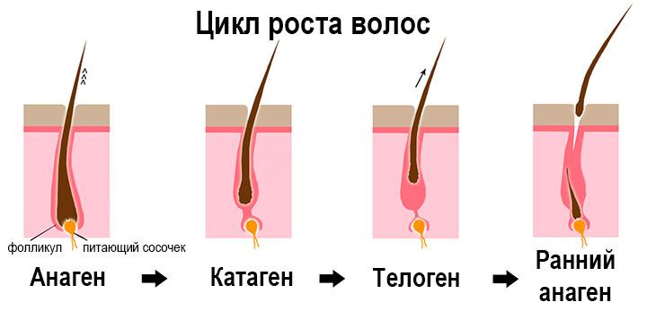 Фазы роста волос на голове, их строение и цикл развития