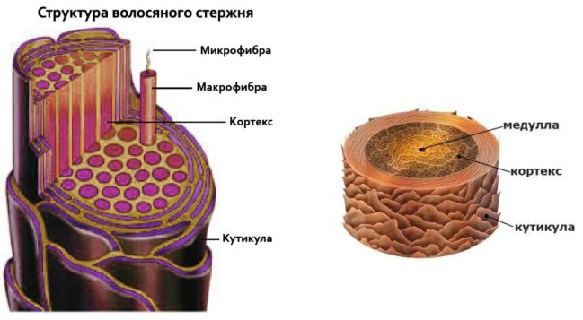 строение стержня волоса