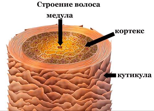 Фазы роста волос на голове, их строение и цикл развития