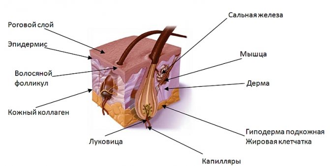 Строение волоса