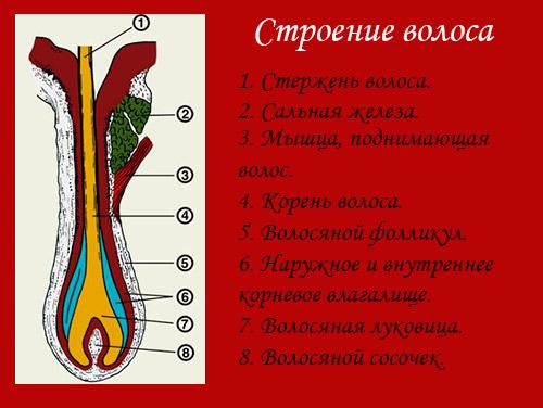 Фазы роста волос на голове, их строение и цикл развития