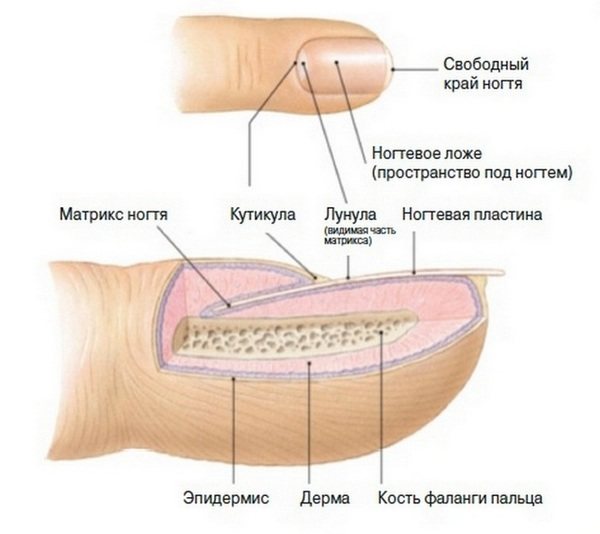 Какой цвет визуально удлиняет ногти. Инструкция: как сделать короткие ногти визуально длиннее