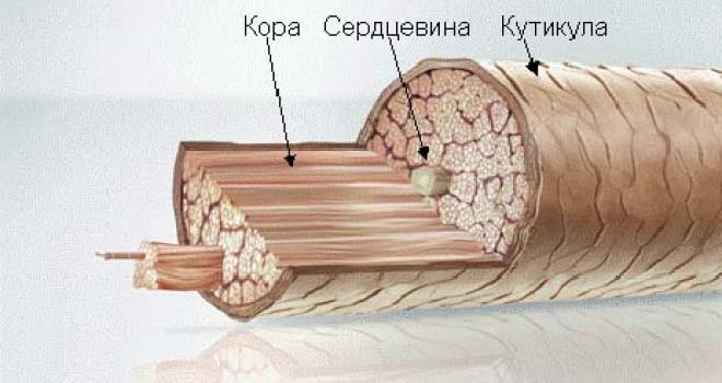 Структура волоса