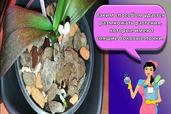 Таким способом удастся размножать растения, которые имеют спящие боковые почки.