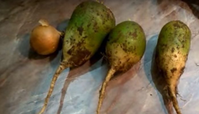 Как быстро и вкусно приготовить салат из черной редьки