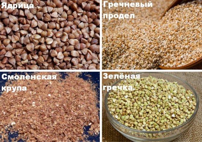 Виды гречки