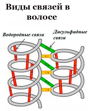 Фазы роста волос на голове, их строение и цикл развития