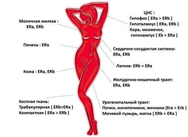 Витамины для роста грудных желез