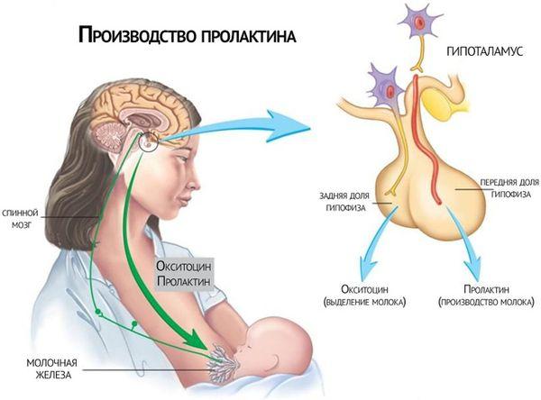 Витамины для роста грудных желез