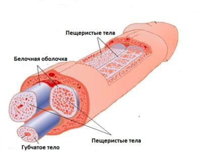 Механизм проникновения косметических средств в кожу