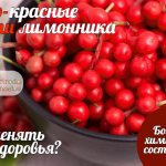 Ягоды китайского лимонника