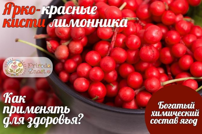 Ягоды китайского лимонника