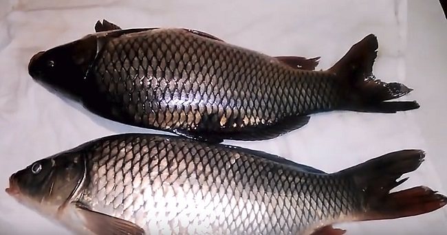 Заливное (холодец) из рыбы: 9 простых и вкусных рецептов заливной рыбы