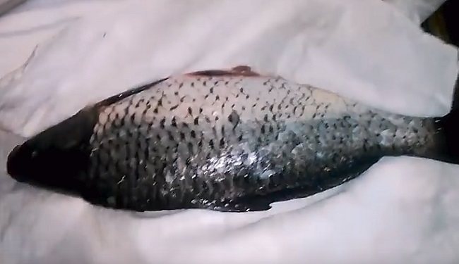 Заливное (холодец) из рыбы: 9 простых и вкусных рецептов заливной рыбы