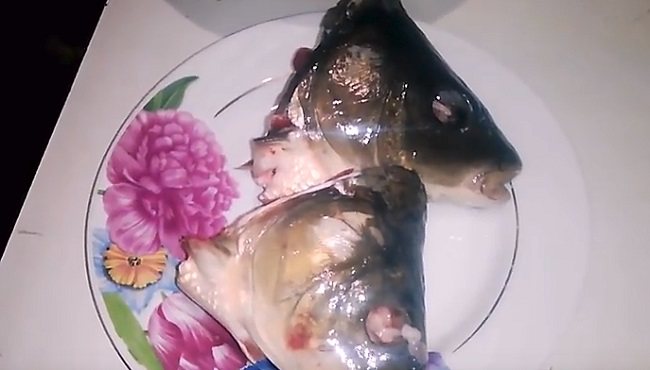 Заливное (холодец) из рыбы: 9 простых и вкусных рецептов заливной рыбы