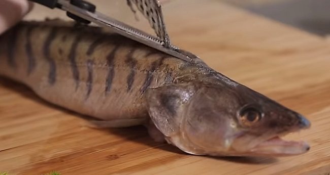 Заливное (холодец) из рыбы: 9 простых и вкусных рецептов заливной рыбы