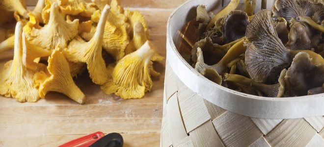 Соление грибов в домашних условиях на зиму в банках