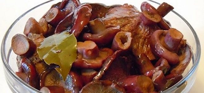 Соление грибов в домашних условиях на зиму в банках