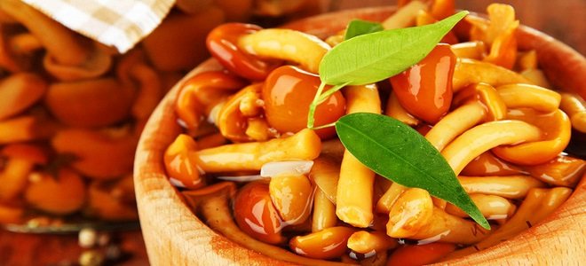 Соление грибов в домашних условиях на зиму в банках