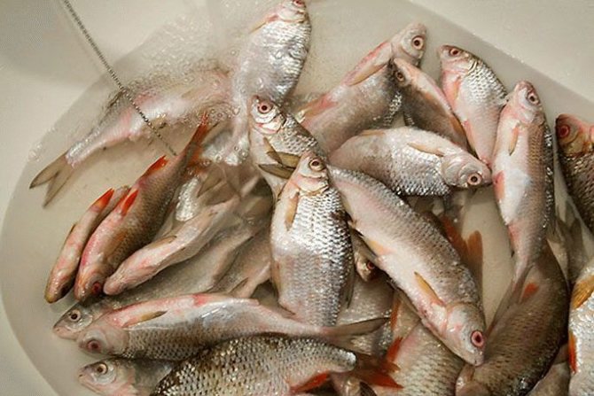 5 вкусных рецептов засолки рыбы в домашних условиях