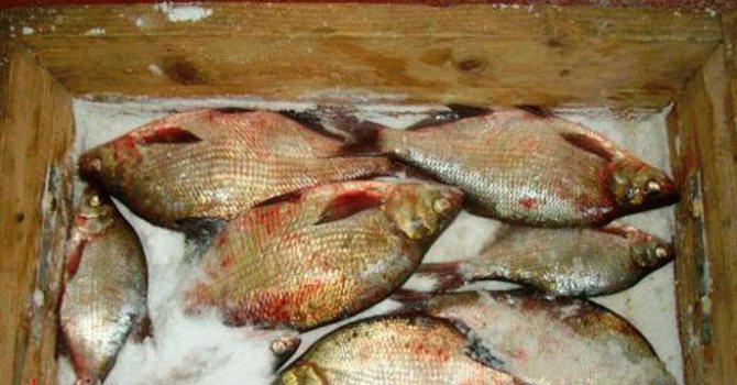 5 вкусных рецептов засолки рыбы в домашних условиях