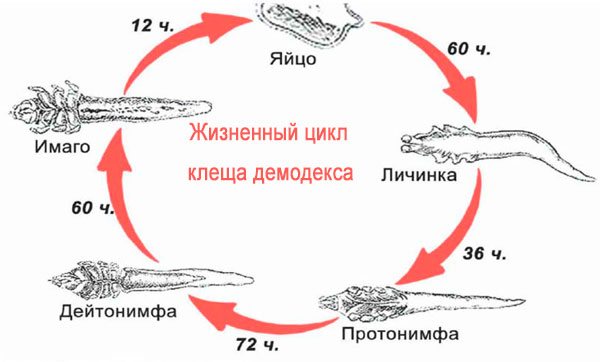 жизненный цикл глазного клеща