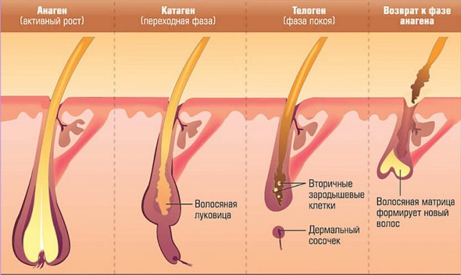 Жизненный цикл волоса